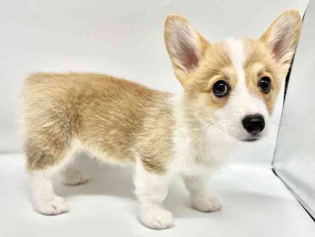 大阪府のウェルシュコーギーペンブローク (ひごペットフレンドリーイオンタウン豊中庄内店/2026年1月3日生まれ/女の子/レッドホワイト)の子犬の3枚目の画像