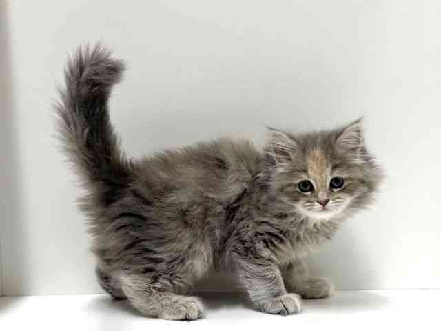 愛知県のラガマフィン (ひごペットフレンドリーららぽーと名古屋みなとアクルス店/2026年1月4日生まれ/女の子/ブルーパッチドタビー)の子猫の3枚目の画像