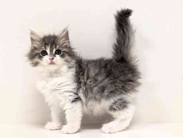 福岡県のサイベリアン (ひごペットフレンドリーリバーウォーク北九州店/2026年1月4日生まれ/女の子/ブルータビーホワイト)の子猫の3枚目の画像