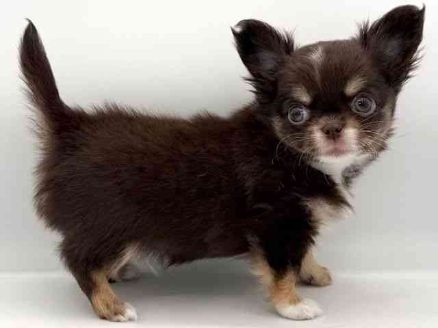 大阪府のチワワ(ロング) (ひごペットフレンドリーイオンそよら海老江店/2026年1月3日生まれ/男の子/チョコレートタンホワイト)の子犬の3枚目の画像