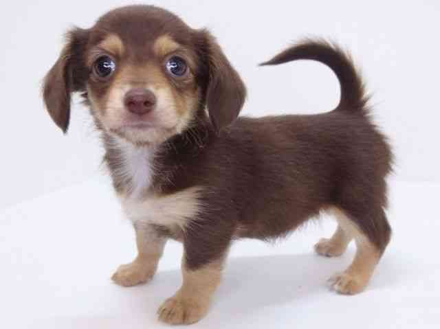 大阪府のチワックス(チワワ×ダックス) (ひごペットフレンドリーいこらもーる泉佐野店/2026年1月3日生まれ/女の子/チョコレートタン)の子犬の3枚目の画像