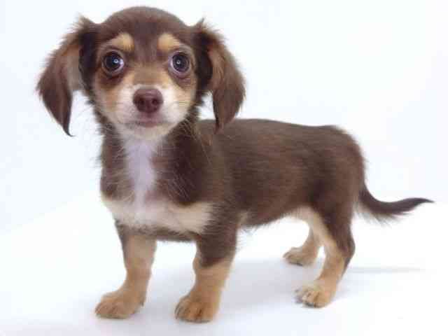 大阪府のチワックス(チワワ×ダックス) (ひごペットフレンドリーいこらもーる泉佐野店/2026年1月3日生まれ/女の子/チョコレートタン)の子犬の3枚目の画像