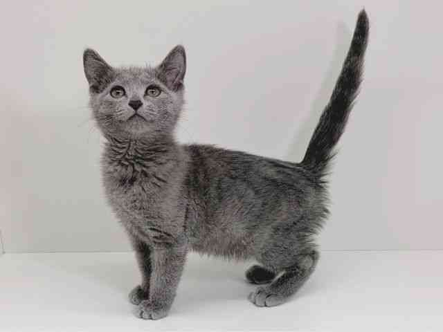 京都府のロシアンブルー (ひごペットフレンドリーイズミヤショッピングセンター八幡店/2026年1月3日生まれ/男の子/ブルー)の子猫の3枚目の画像