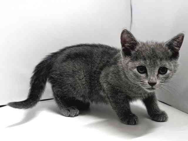 奈良県のロシアンブルー (ひごペットフレンドリー奈良パワーシティ店/2026年1月3日生まれ/女の子/ブルー)の子猫の3枚目の画像