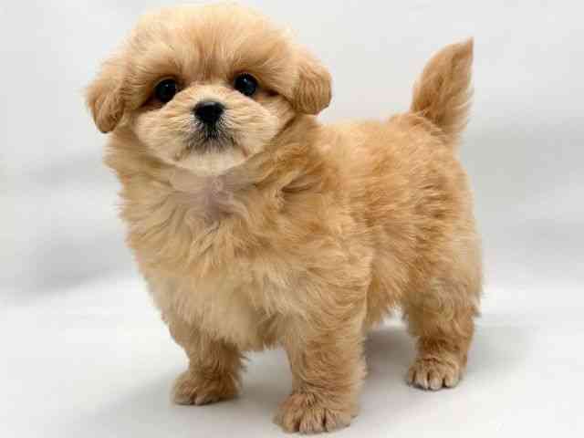 大阪府のペキプー(ペキニーズ×プードル) (ひごペットフレンドリー東淀川店/2026年1月3日生まれ/女の子/アプリコット)の子犬の3枚目の画像