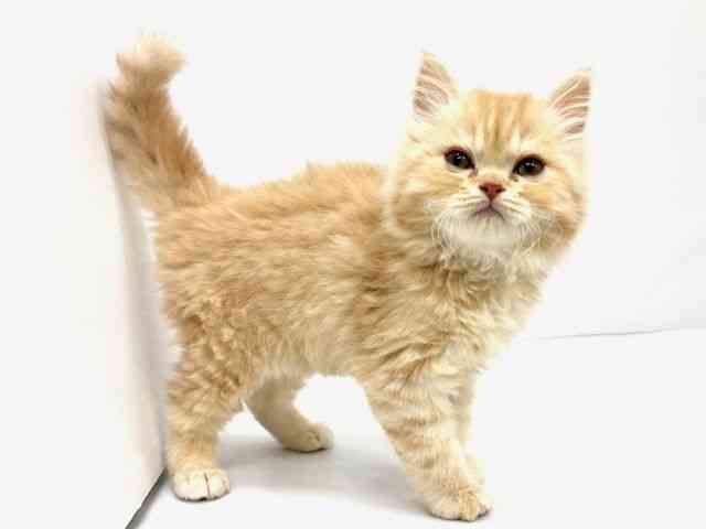 大阪府のマンチカン (ひごペットフレンドリーイオンタウン茨木太田店/2025年12月29日生まれ/男の子/カメオタビー)の子猫の3枚目の画像