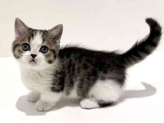 大阪府のミヌエット (ひごペットフレンドリーイオン高槻店/2025年12月31日生まれ/男の子/ブラウンタビーホワイト)の子猫の3枚目の画像