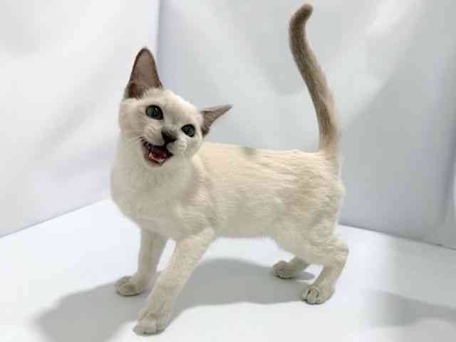 大阪府のトンキニーズ (ひごペットフレンドリーイズミヤショッピングセンター千里丘店/2026年1月1日生まれ/女の子/プラチナポイント)の子猫の3枚目の画像