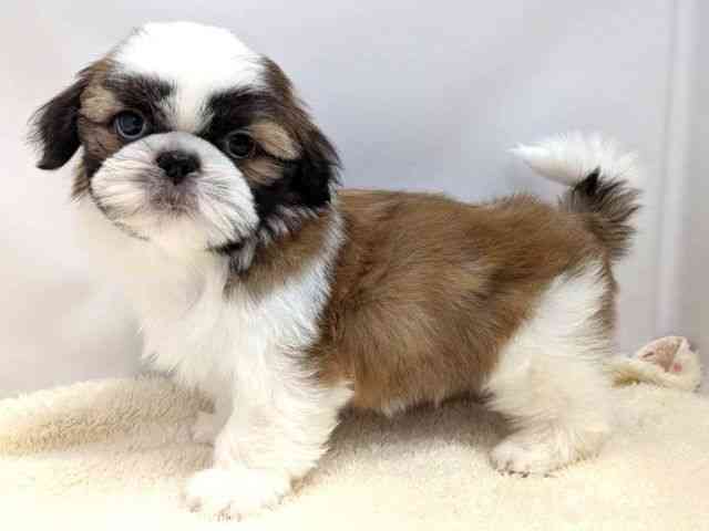 広島県のシーズー (ひごペットフレンドリーゆめタウン廿日市店/2026年1月2日生まれ/男の子/ホワイトゴールド)の子犬の3枚目の画像