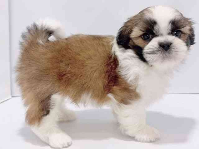 大阪府のシーズー (ひごペットフレンドリーイズミヤショッピングセンター千里丘店/2026年1月2日生まれ/男の子/ホワイトゴールド)の子犬の3枚目の画像