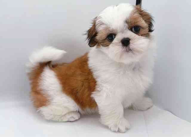 島根県のシーズー (ひごペットフレンドリーイオン松江ショッピングセンター店/2026年1月2日生まれ/女の子/ホワイトゴールド)の子犬の3枚目の画像