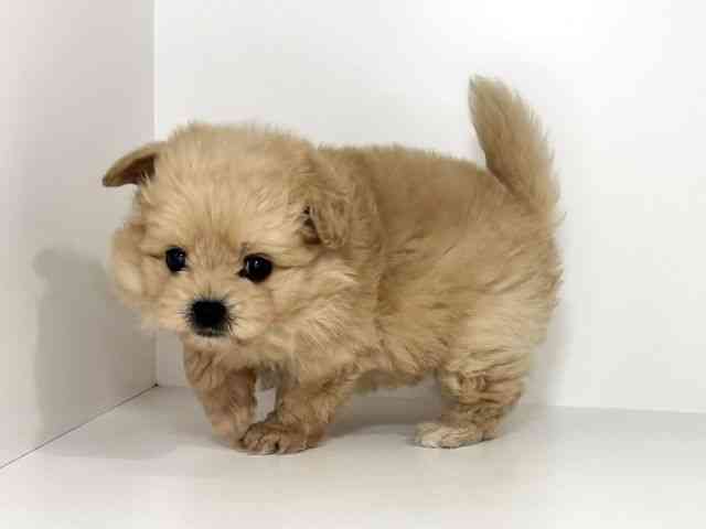 兵庫県のポメプー(ポメラニアン×プードル) (ひごペットフレンドリーイトーヨーカドー明石店/2026年1月3日生まれ/男の子/クリーム)の子犬の3枚目の画像