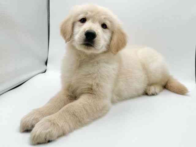 京都府のゴールデンレトリバー (ひごペットフレンドリーイオンモール高の原店/2026年1月3日生まれ/男の子/ゴールデン)の子犬の3枚目の画像