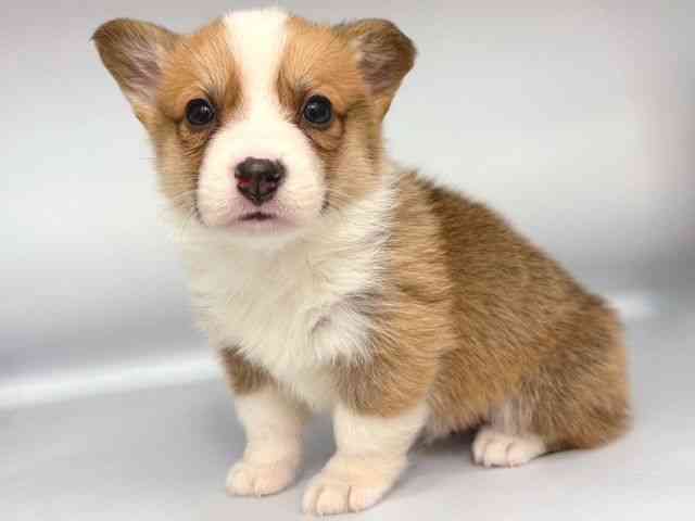 大阪府のウェルシュコーギーペンブローク (ひごペットフレンドリー岸和田店/2026年1月2日生まれ/男の子/レッドホワイト)の子犬の3枚目の画像