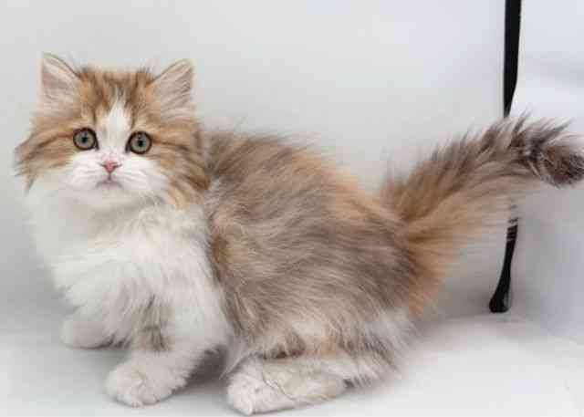 島根県のマンチカン (ひごペットフレンドリーイオン松江ショッピングセンター店/2025年12月24日生まれ/女の子/ブラウンタビーホワイト)の子猫の3枚目の画像