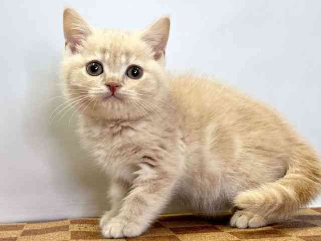 愛媛県のマンチカン (ひごペットフレンドリーエミフルMASAKI店/2025年12月30日生まれ/男の子/クリームタビー)の子猫の3枚目の画像