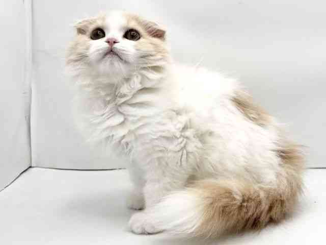 兵庫県のスコティッシュフォールド (ひごペットフレンドリークラウンパーク伊丹店/2026年1月2日生まれ/女の子/クリームホワイト)の子猫の3枚目の画像