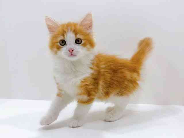 広島県のノルウェージャンフォレストキャット (ひごペットフレンドリーフジグラン神辺店/2026年1月3日生まれ/男の子/レッドタビーホワイト)の子猫の3枚目の画像