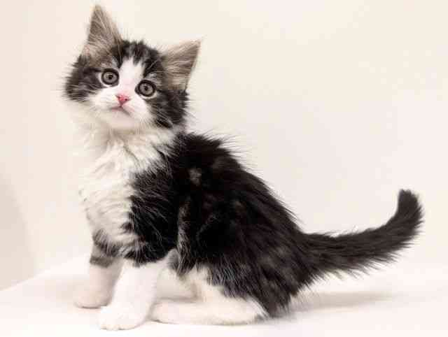 福岡県のノルウェージャンフォレストキャット (ひごペットフレンドリーリバーウォーク北九州店/2026年1月3日生まれ/女の子/ブラウンタビーホワイト)の子猫の3枚目の画像