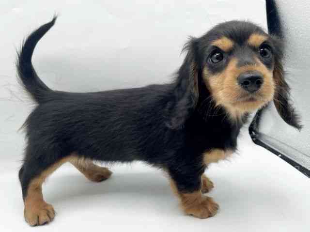 奈良県のミニチュアダックスフンド(ロング) (ひごペットフレンドリートナリエ大和高田店/2026年1月4日生まれ/女の子/ブラックタン)の子犬の3枚目の画像