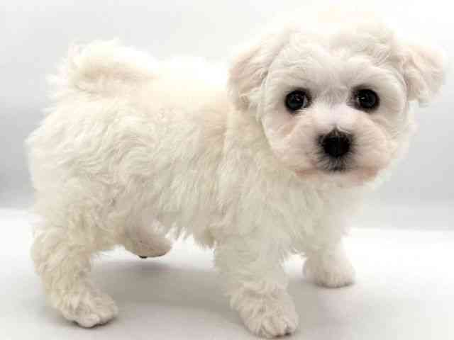 大阪府のビションフリーゼ (ひごペットフレンドリーイオンそよら海老江店/2026年1月2日生まれ/男の子/ホワイト)の子犬の3枚目の画像