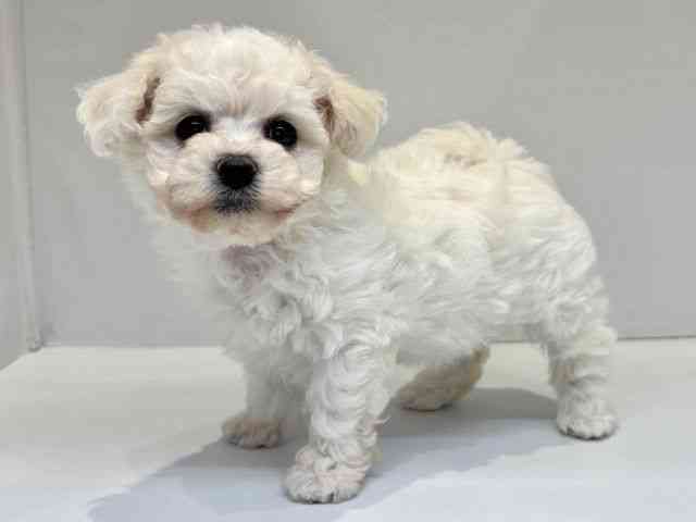 大阪府のビションフリーゼ (ひごペットフレンドリーセブンパーク天美店/2026年1月2日生まれ/女の子/ホワイト)の子犬の3枚目の画像