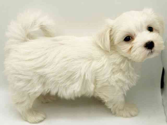 大阪府のマルチーズ (ひごペットフレンドリーみのおキューズモール店/2026年1月3日生まれ/女の子/ホワイト)の子犬の3枚目の画像