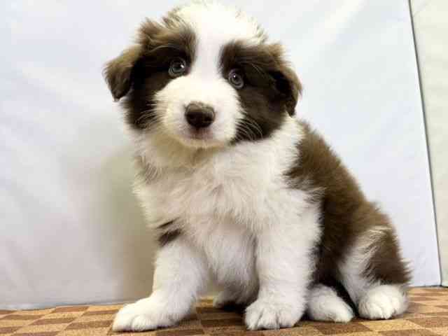 愛媛県のボーダーコリー (ひごペットフレンドリーエミフルMASAKI店/2026年1月3日生まれ/男の子/チョコレートホワイト)の子犬の3枚目の画像