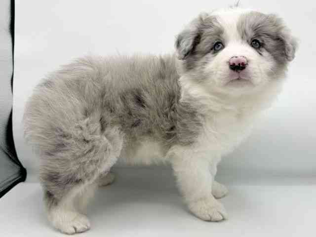 大阪府のボーダーコリー (ひごペットフレンドリーららぽーとEXPOCITY店/2026年1月3日生まれ/男の子/ブルーマール)の子犬の3枚目の画像