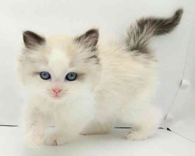 兵庫県のラグドール (ひごペットフレンドリークラウンパーク伊丹店/2026年1月1日生まれ/男の子/シールポイントバイカラー)の子猫の3枚目の画像