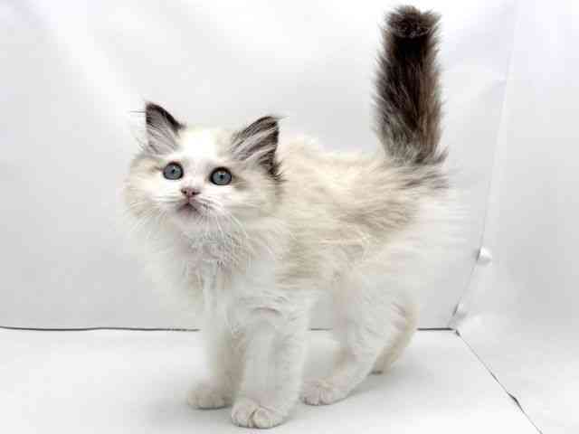 兵庫県のラグドール (ひごペットフレンドリークラウンパーク伊丹店/2026年1月1日生まれ/男の子/シールポイントバイカラー)の子猫の3枚目の画像