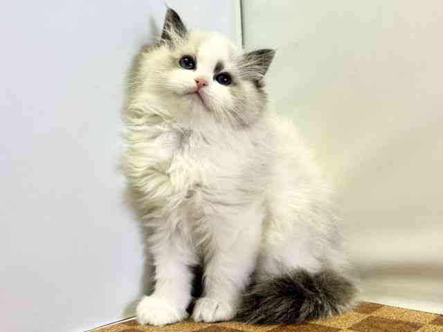 愛媛県のラグドール (ひごペットフレンドリーエミフルMASAKI店/2026年1月1日生まれ/女の子/シールポイントバイカラー)の子猫の3枚目の画像