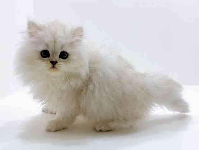 広島県のペルシャ (ひごペットフレンドリーフジグラン神辺店/2025年12月25日生まれ/男の子/チンチラシルバー)の子猫の3枚目の画像