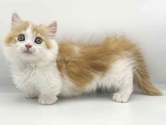 大阪府のマンチカン (ひごペットフレンドリーららぽーとEXPOCITY店/2025年12月21日生まれ/男の子/レッドタビーホワイト)の子猫の3枚目の画像