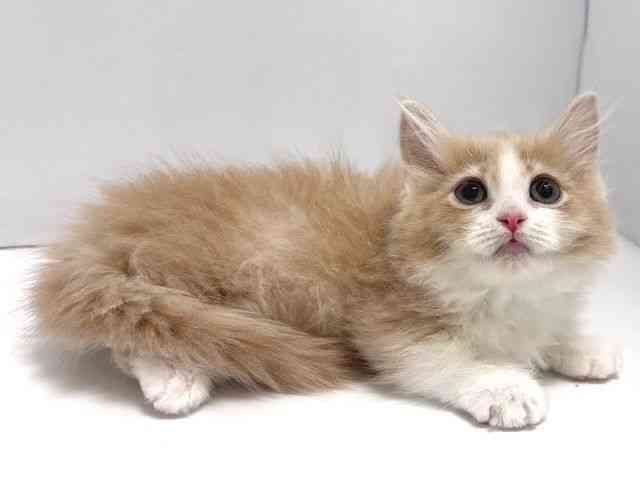 奈良県のミヌエット (ひごペットフレンドリー奈良パワーシティ店/2025年12月29日生まれ/女の子/クリームタビーホワイト)の子猫の3枚目の画像