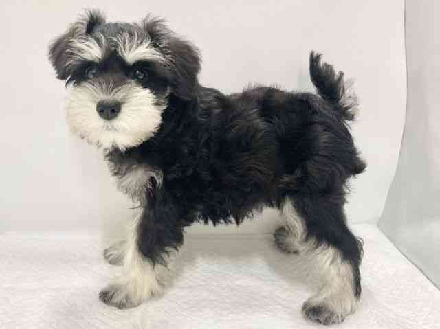 高知県のミニチュアシュナウザー (ひごペットフレンドリーイオンモール高知店/2026年1月2日生まれ/女の子/ブラックシルバー)の子犬の3枚目の画像