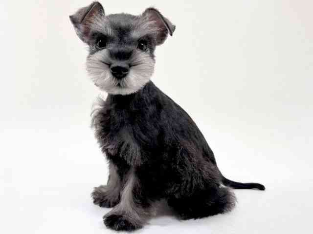 京都府のミニチュアシュナウザー (ひごペットフレンドリーイズミヤショッピングセンター八幡店/2025年12月31日生まれ/女の子/ソルトペッパー)の子犬の3枚目の画像