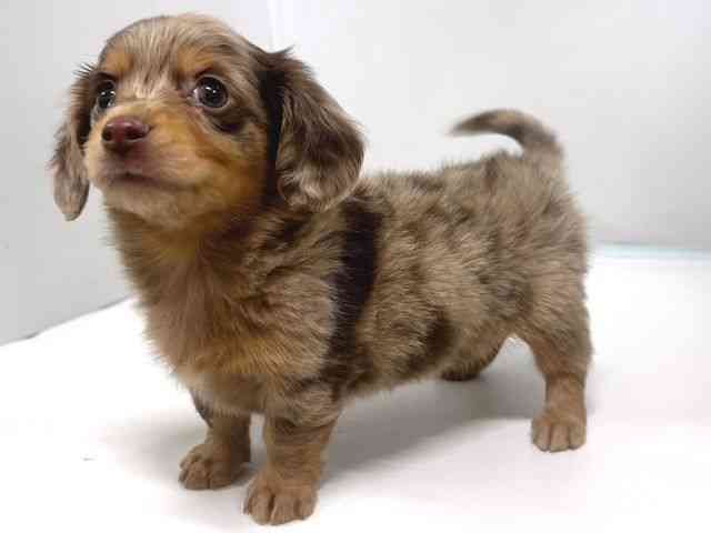 奈良県のチワックス(チワワ×ダックス) (ひごペットフレンドリー奈良パワーシティ店/2026年1月3日生まれ/女の子/チョコレートマール)の子犬の3枚目の画像