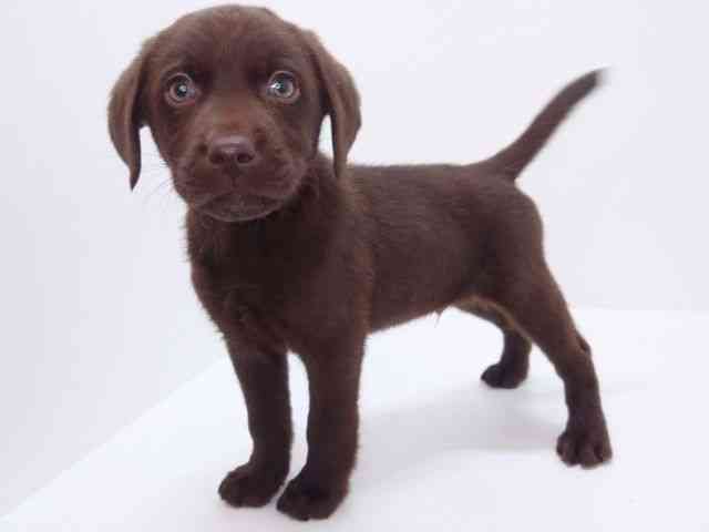 大阪府のラブラドールレトリーバー (ひごペットフレンドリーいこらもーる泉佐野店/2026年1月1日生まれ/男の子/チョコレート)の子犬の3枚目の画像