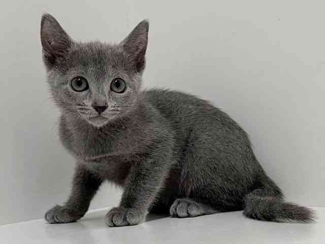 奈良県のロシアンブルー (ひごペットフレンドリーイオンモール橿原ウエスト・ビレッジ店/2026年1月1日生まれ/男の子/ブルー)の子猫の3枚目の画像