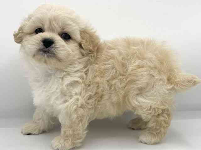 大阪府のペキプー(ペキニーズ×プードル) (ひごペットフレンドリーららぽーとEXPOCITY店/2026年1月4日生まれ/女の子/アプリコット)の子犬の3枚目の画像