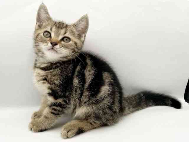 奈良県のアメリカンショートヘアー (ひごペットフレンドリートナリエ大和高田店/2026年1月2日生まれ/男の子/ブラウンタビー)の子猫の3枚目の画像