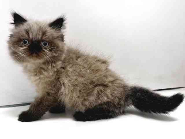 奈良県のヒマラヤン (ひごペットフレンドリー奈良パワーシティ店/2026年1月3日生まれ/男の子/シールポイント)の子猫の3枚目の画像