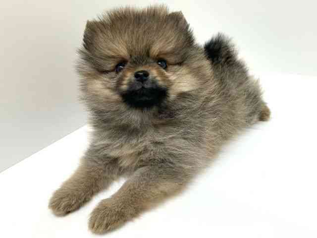 兵庫県のポメラニアン (ひごペットフレンドリーブルメールHAT神戸店/2026年1月3日生まれ/女の子/オレンジ)の子犬の3枚目の画像