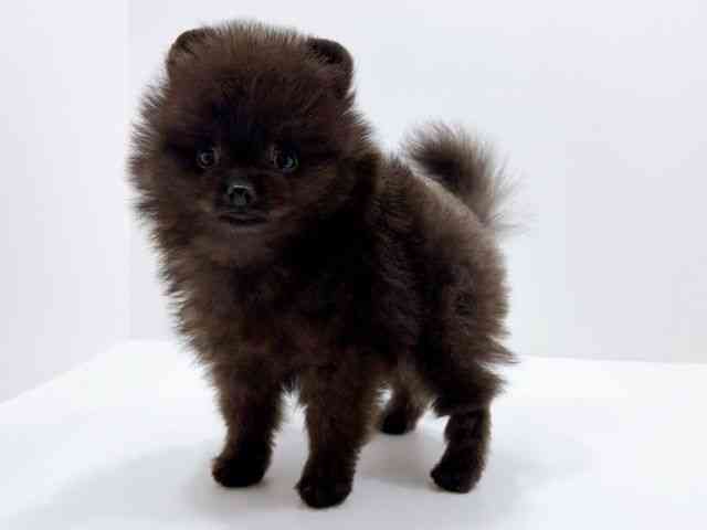 広島県のポメラニアン (ひごペットフレンドリーフジグラン神辺店/2026年1月4日生まれ/男の子/ブラック)の子犬の3枚目の画像
