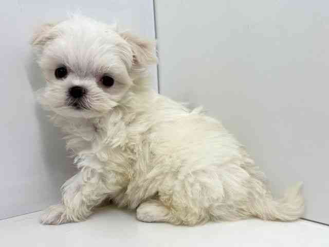 大阪府のマルチーズ (ひごペットフレンドリーベルファⅡ都島店/2025年12月31日生まれ/女の子/ホワイト)の子犬の3枚目の画像