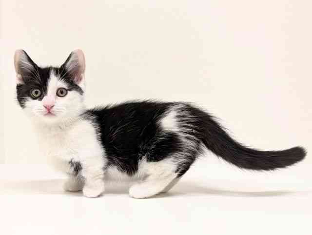 福岡県のミヌエット (ひごペットフレンドリーリバーウォーク北九州店/2025年12月30日生まれ/女の子/ブラックスモークホワイト)の子猫の3枚目の画像