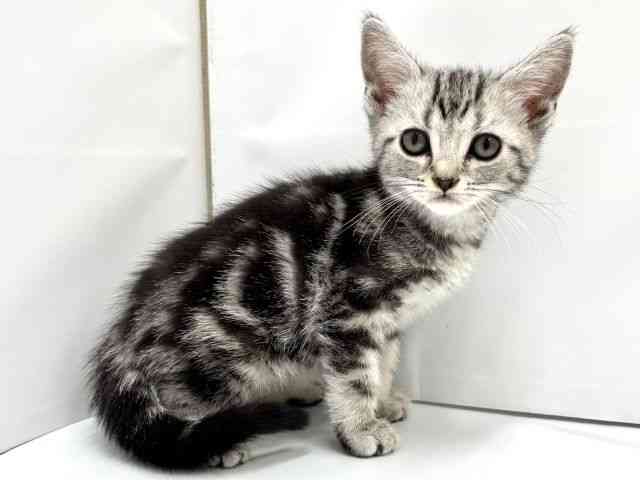 大阪府のアメリカンショートヘアー (ひごペットフレンドリーイオンタウン茨木太田店/2026年1月2日生まれ/男の子/シルバータビー)の子猫の3枚目の画像