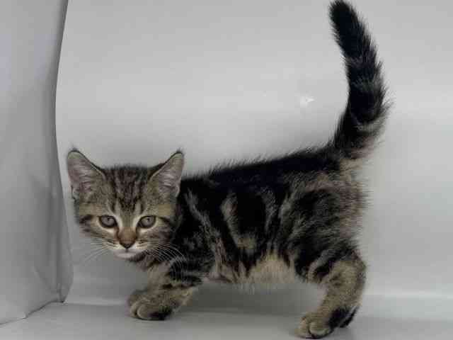 徳島県のアメリカンショートヘアー (ひごペットフレンドリーゆめタウン徳島店/2026年1月2日生まれ/男の子/ブラウンタビー)の子猫の3枚目の画像