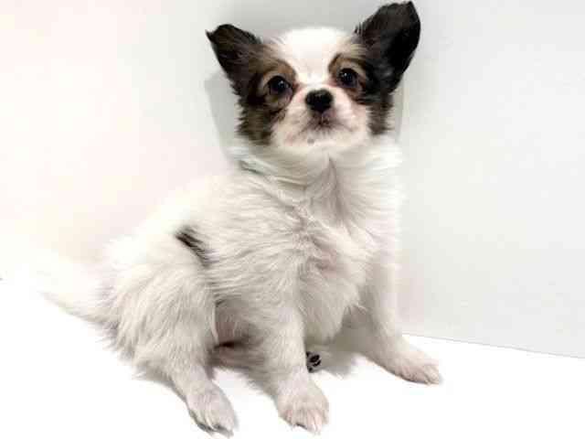 大阪府のパピヨン (ひごペットフレンドリーイオン高槻店/2026年1月3日生まれ/女の子/ホワイトブラウン)の子犬の3枚目の画像